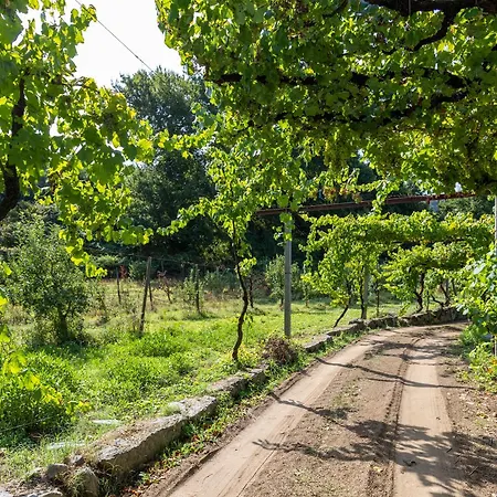 Quinta Da Comenda - Casa Da Tuia * São Pedro do Sul